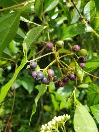 Viburnum triphyllum image