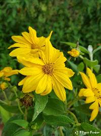 Steiractinia sodiroi image