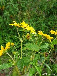 Steiractinia sodiroi image