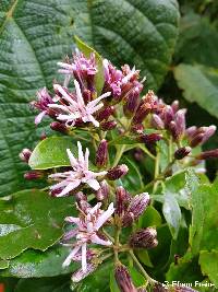 Barnadesia parviflora image