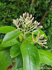 Barnadesia parviflora image