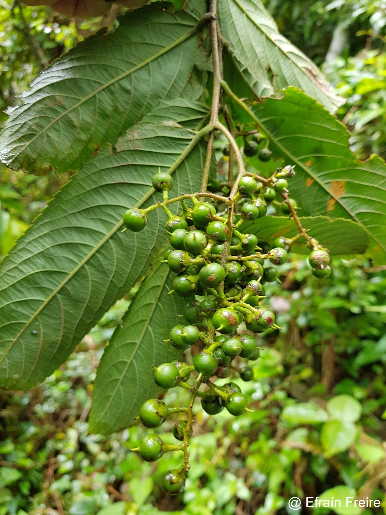 Banara guianensis image