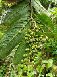 Banara guianensis image