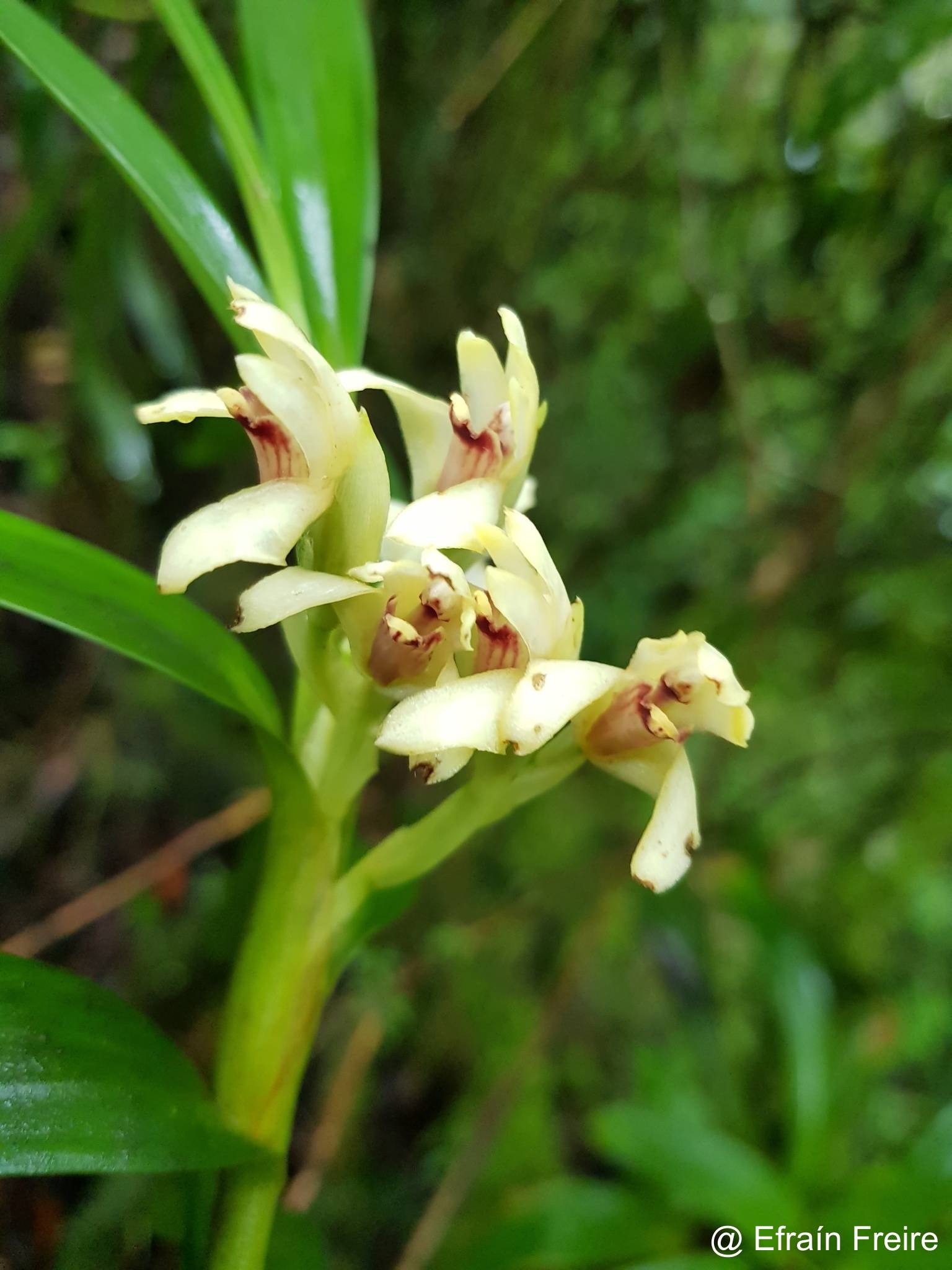 Maxillaria meridensis image