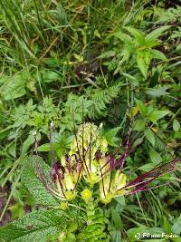 Andinocleome anomala image