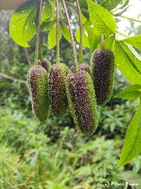 Andinocleome anomala image