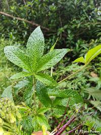 Andinocleome anomala image