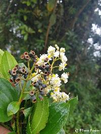 Miconia crocea image