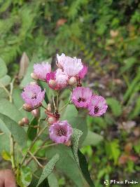 Image of Vallea stipularis