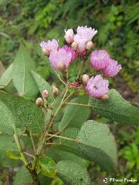 Vallea stipularis image