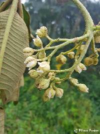 Saurauia tomentosa image
