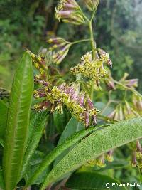 Sessea corymbiflora image