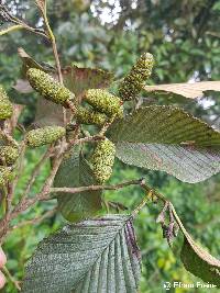 Alnus acuminata image