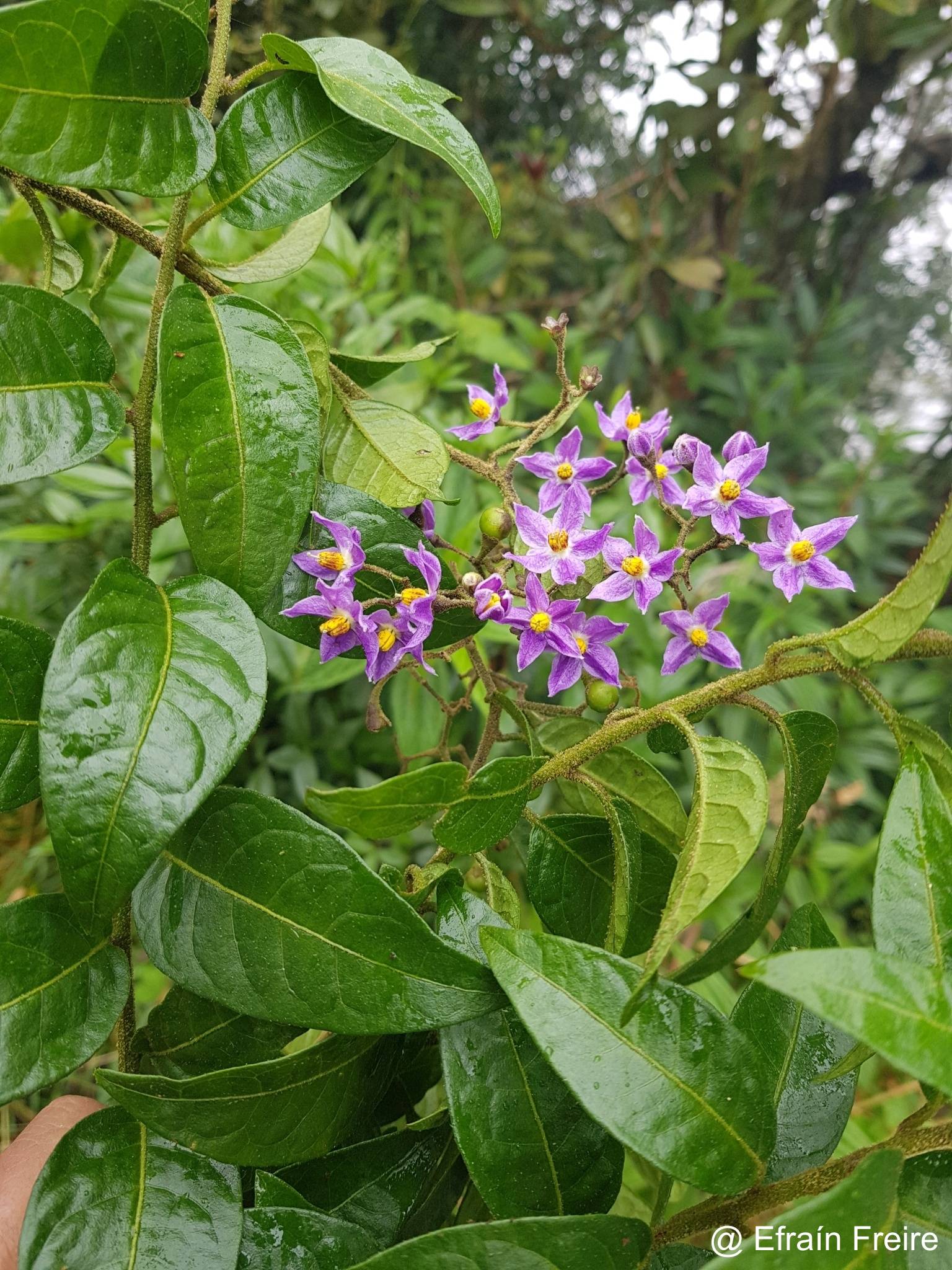 Solanum aureum image
