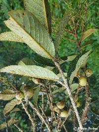 Image of Meliosma frondosa