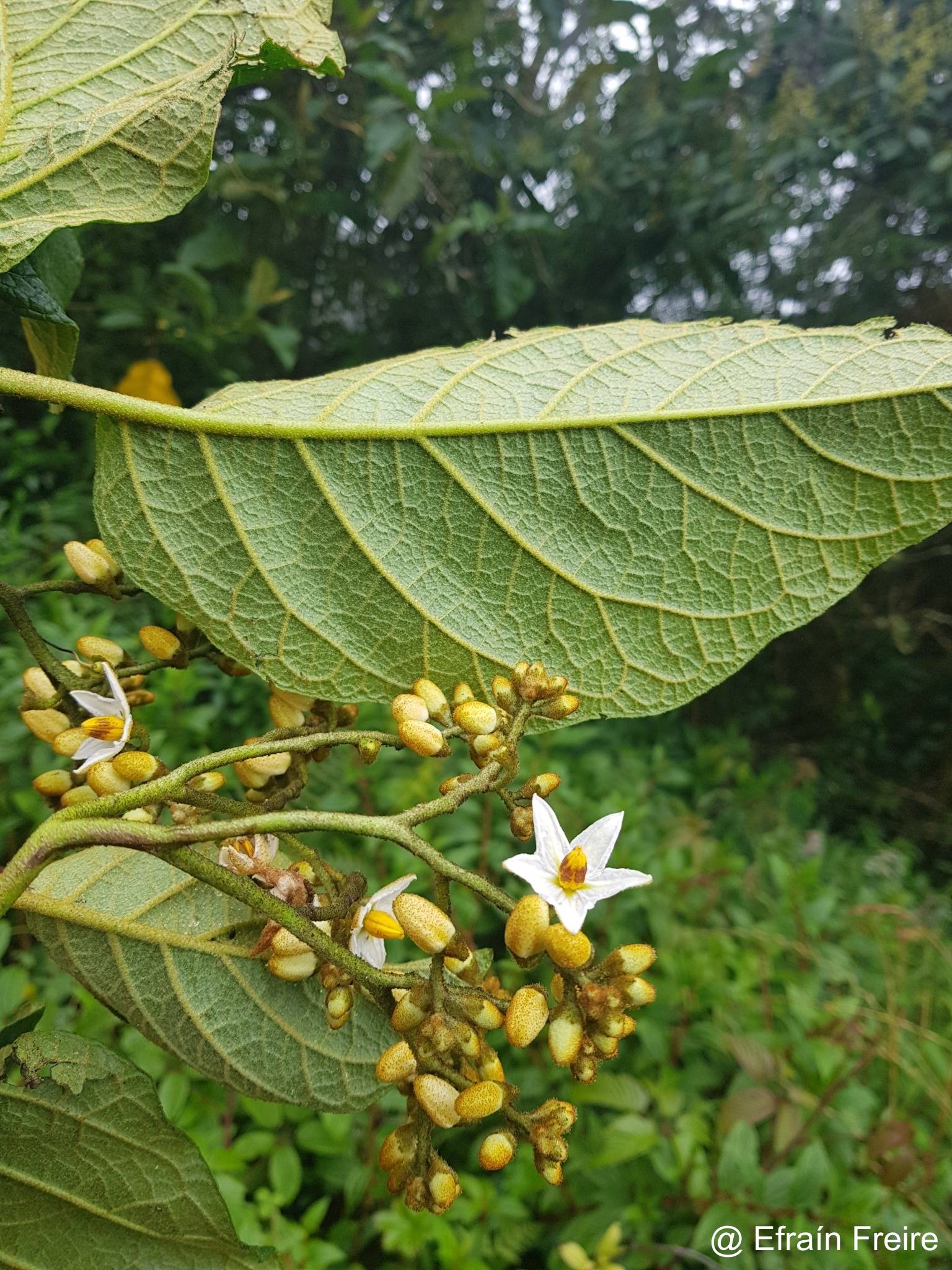 Solanum asperolanatum image