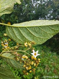 Solanum asperolanatum image