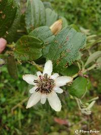 Passiflora alnifolia image