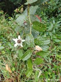 Passiflora alnifolia image