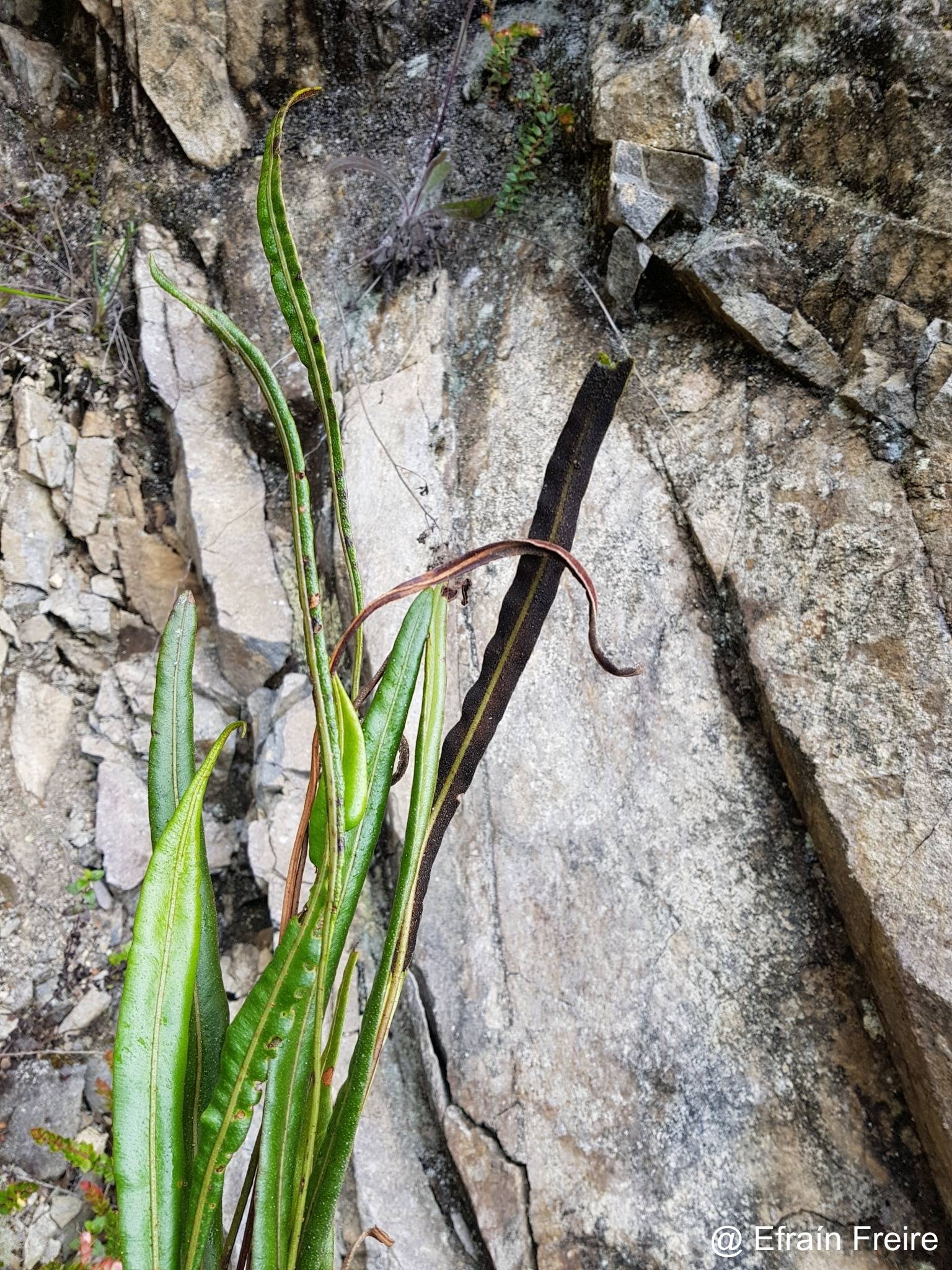 Elaphoglossum huacsaro image