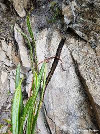 Elaphoglossum huacsaro image