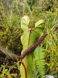 Anthurium oxybelium image