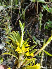 Maxillaria alticola image