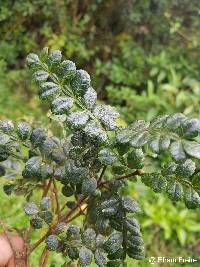 Weinmannia mariquitae image