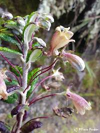 Siphocampylus affinis image