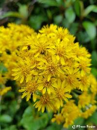 Liabum igniarium image