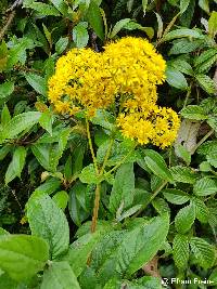 Liabum igniarium image