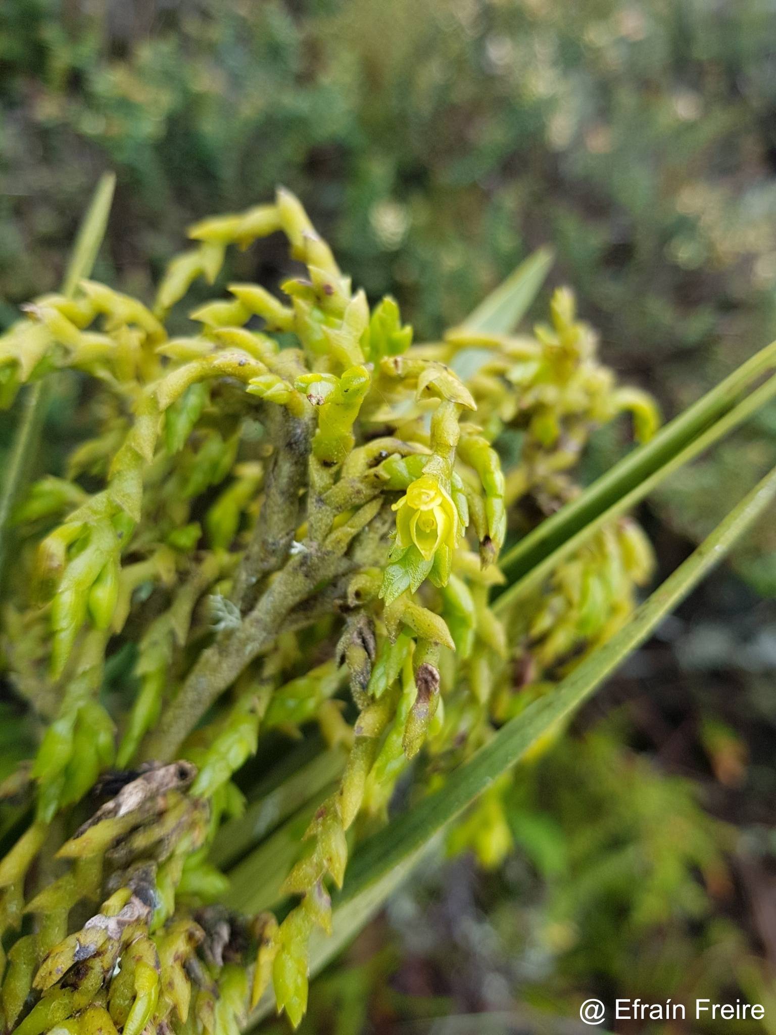Epidendrum frutex image