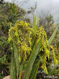 Epidendrum frutex image