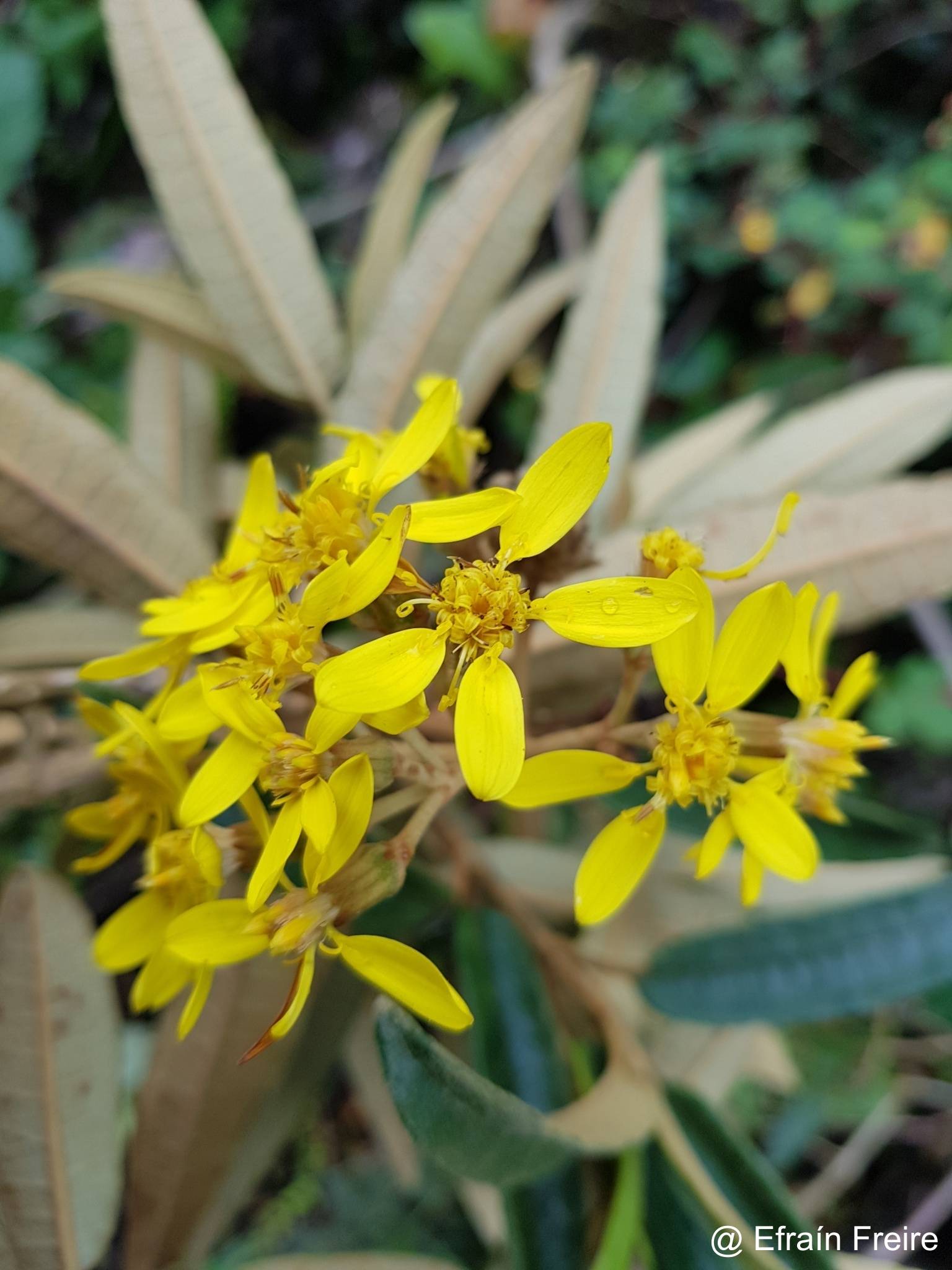 Gynoxys rimbachii image