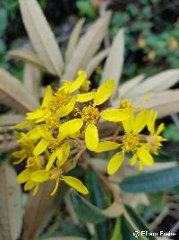 Image of Gynoxys rimbachii