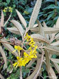 Gynoxys rimbachii image