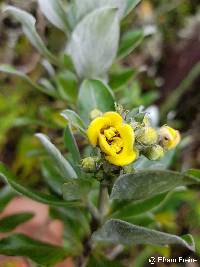 Columellia oblonga image