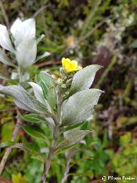 Columellia oblonga image