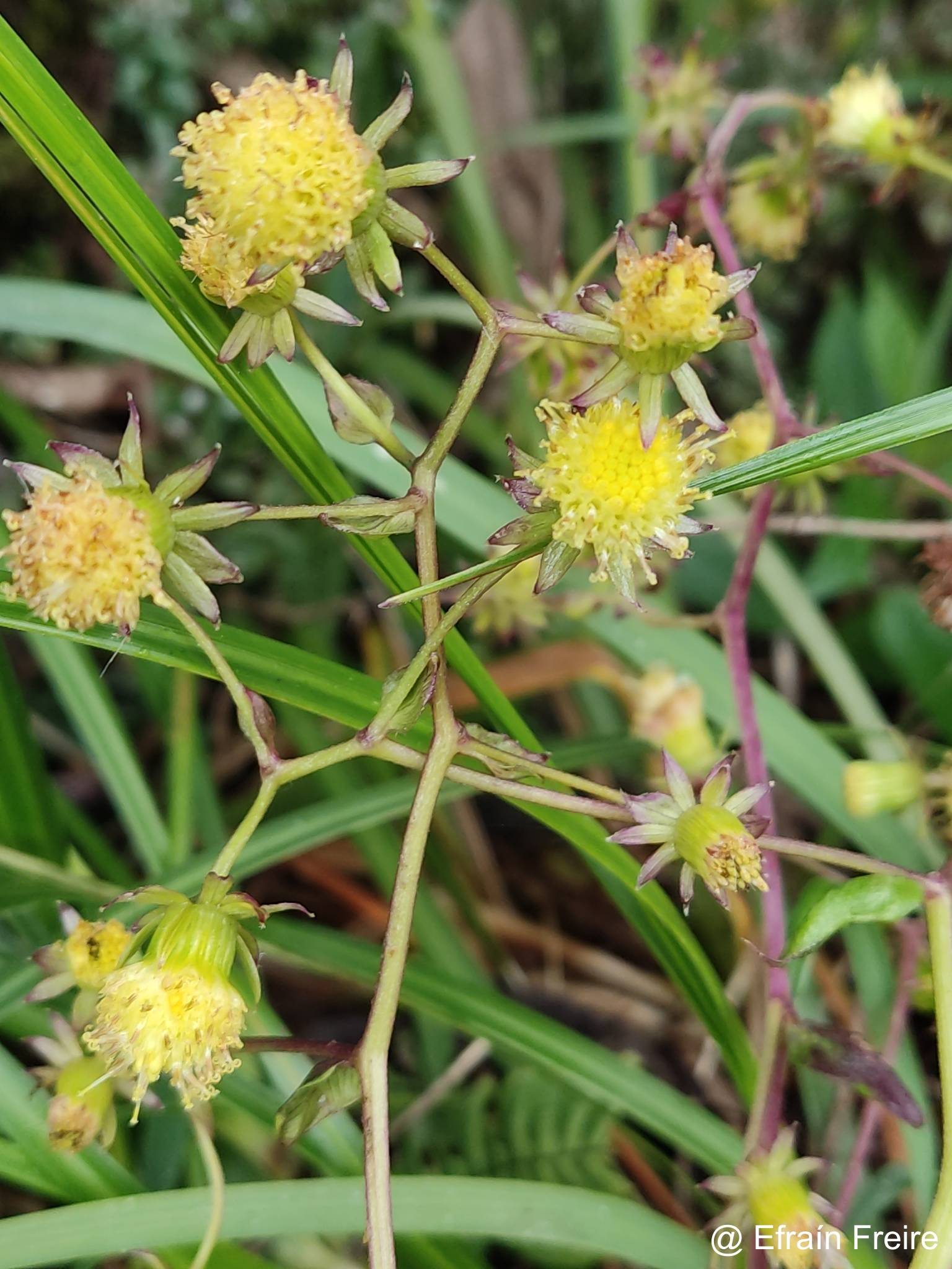 Senecio involucratus image