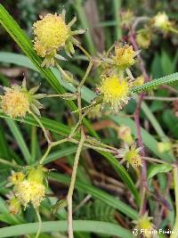 Image of Senecio involucratus