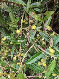 Senecio involucratus image