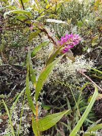 Elleanthus maculatus image
