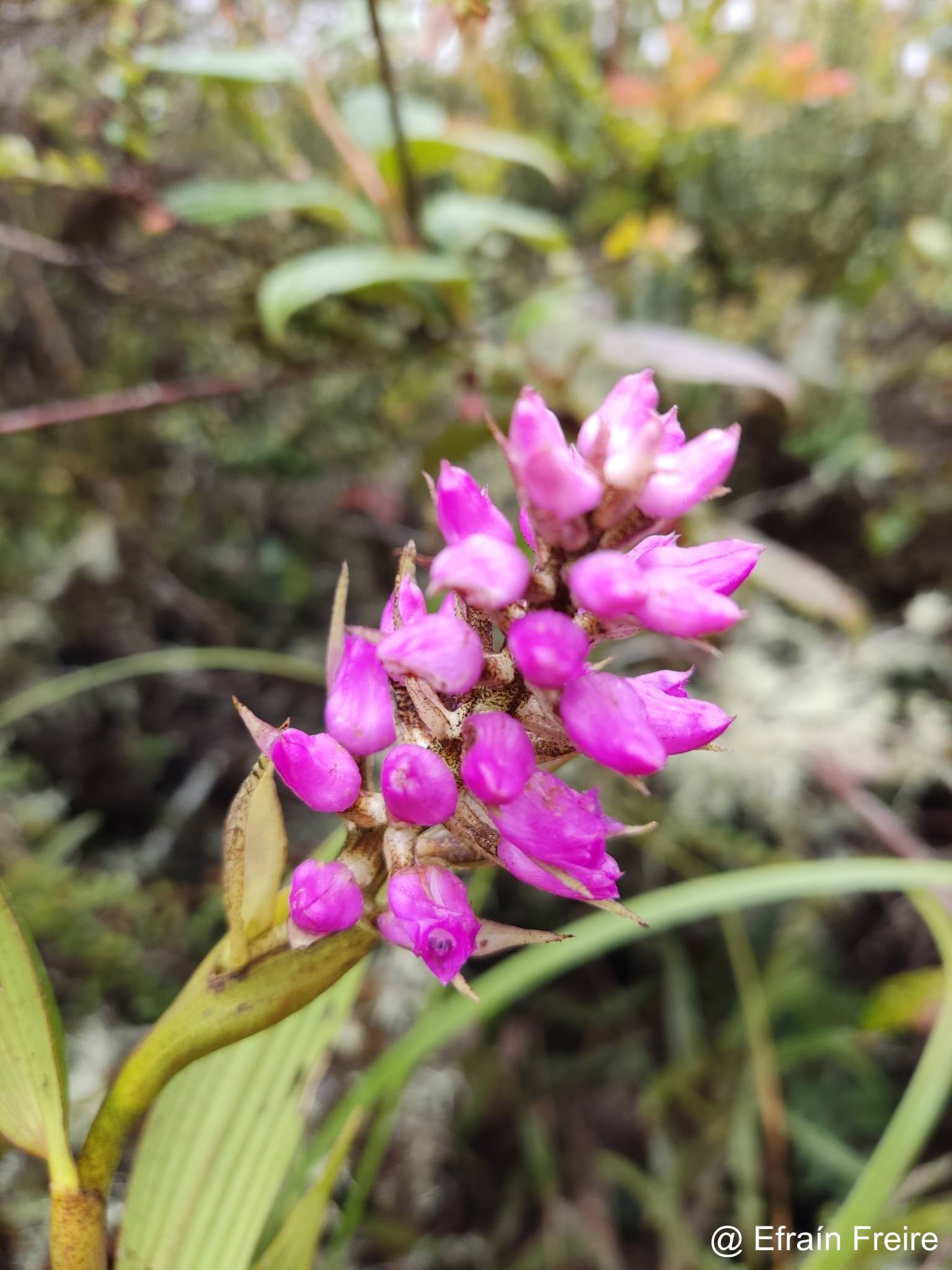 Elleanthus maculatus image