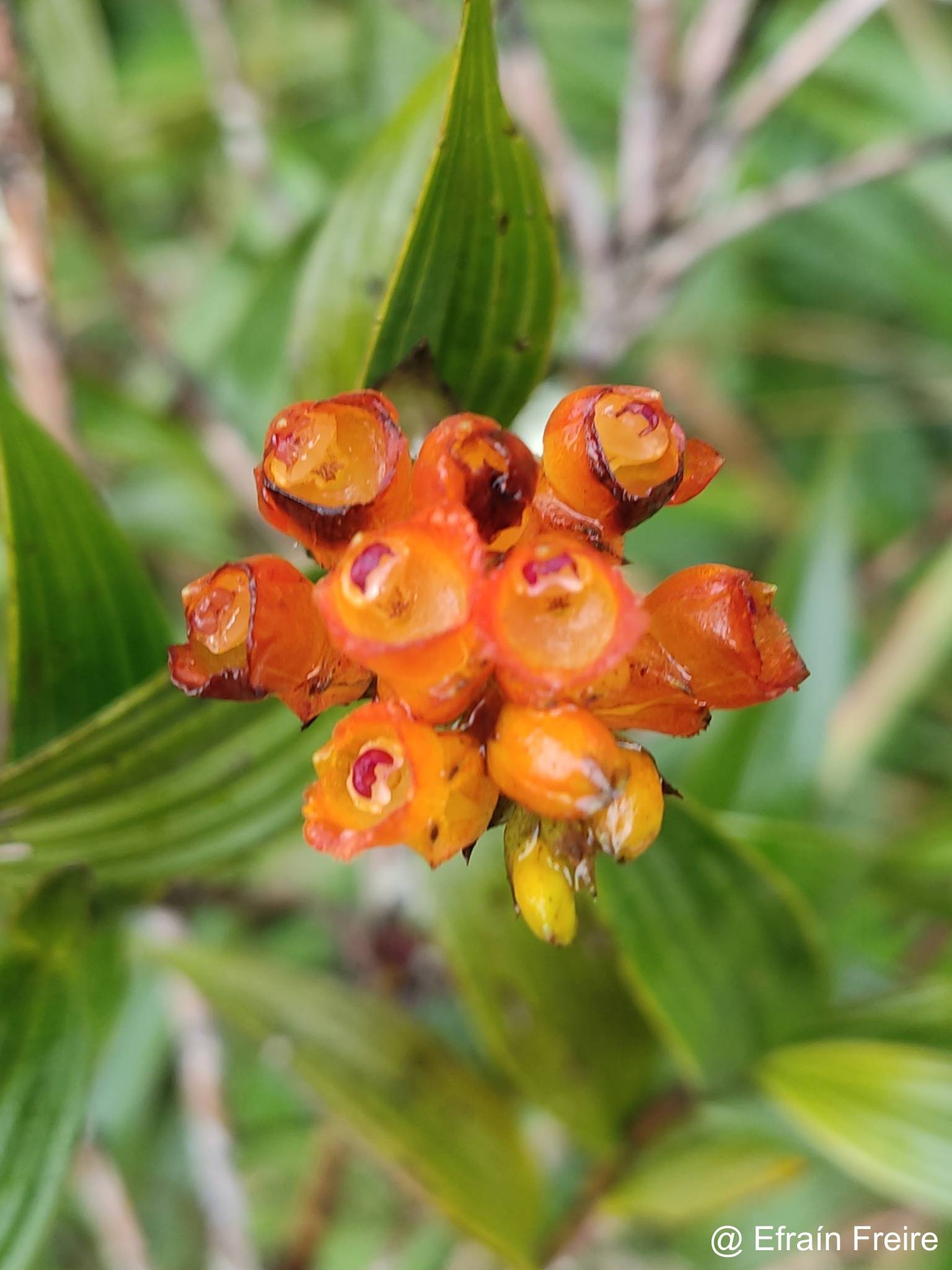 Elleanthus aurantiacus image