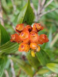 Elleanthus aurantiacus image