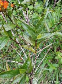 Elleanthus aurantiacus image