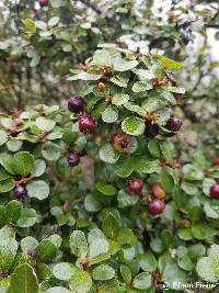 Hesperomeles obtusifolia image