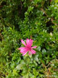 Barnadesia arborea image