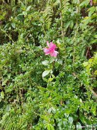 Barnadesia arborea image