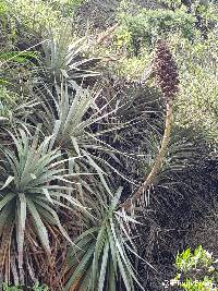 Puya glomerifera image